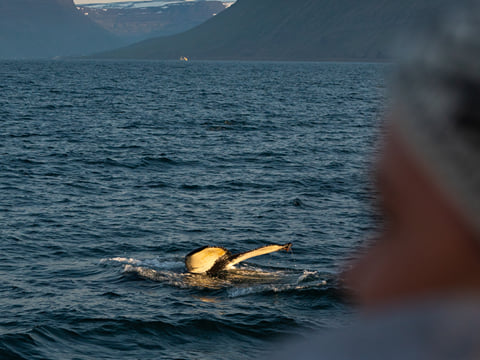 Whale Watching Ísafjörður , photo 4