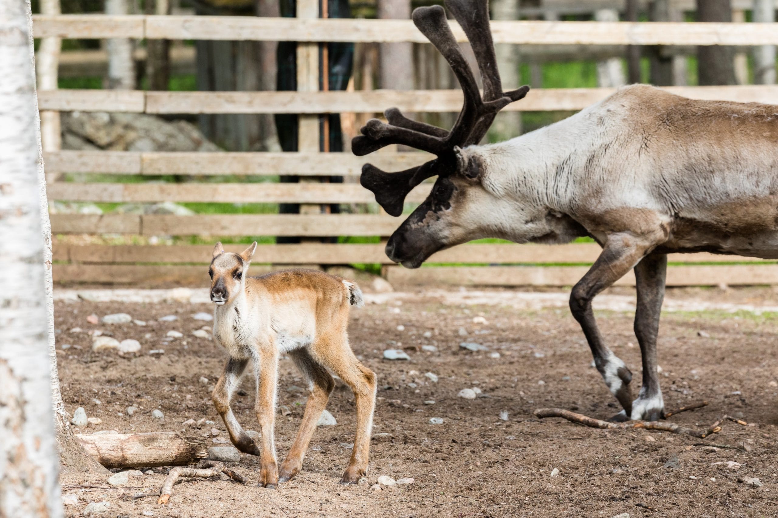 A baby reindeer in the Ranua Wildlife Zoo Park during StayLapland’s Summer Visit from Rovaniemi.