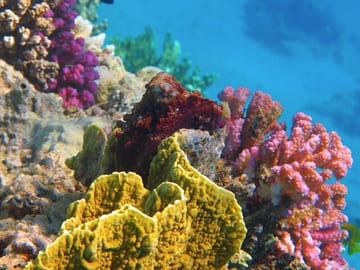Discover vibrant marine life on an unforgettable snorkeling adventure.