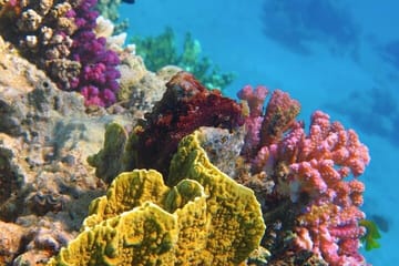 Swim with Dolphins and Snorkel in Hurghada's Red Sea