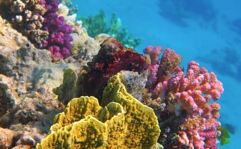Swim with Dolphins and Snorkel in Hurghada's Red Sea