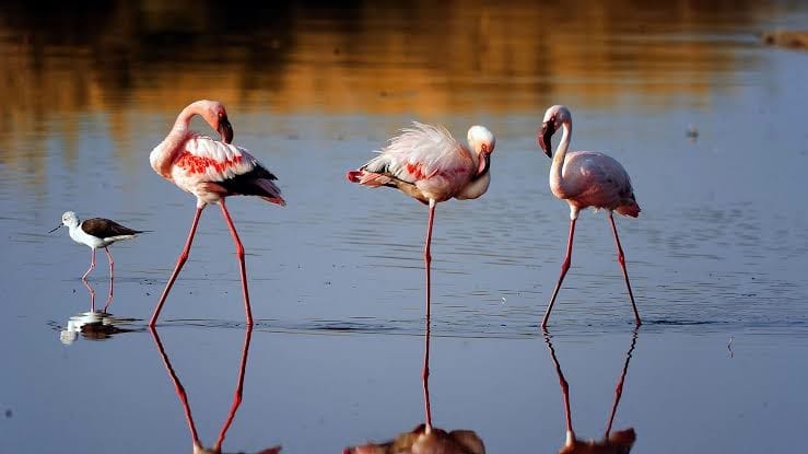Three pink flamingos standing in shallow water with clear reflections on the calm surface.