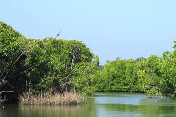 Muthurajawela Sanctuary Boat Tour and Bird Watching from Colombo