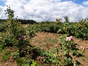 Private Access Rose Festival Kazanlak 05-07.06.2025 3