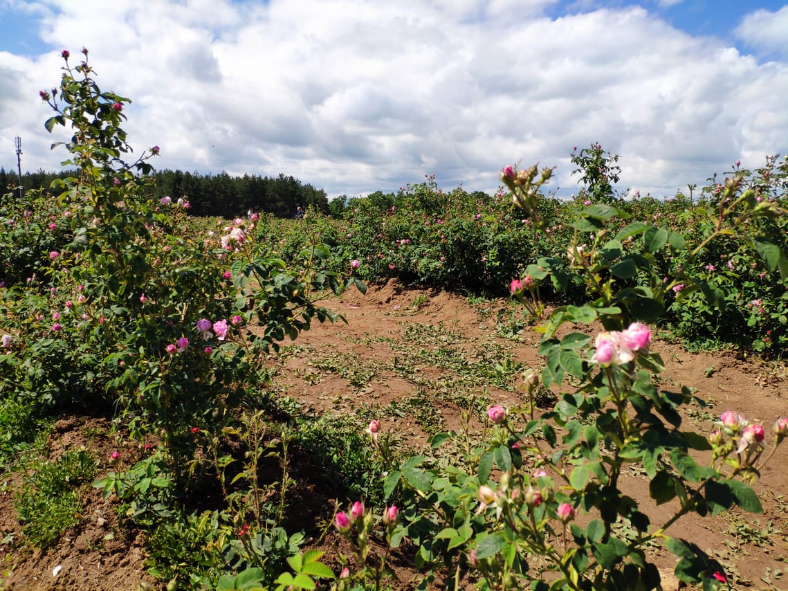 Private Access Rose Festival Kazanlak 05-07.06.2025 3