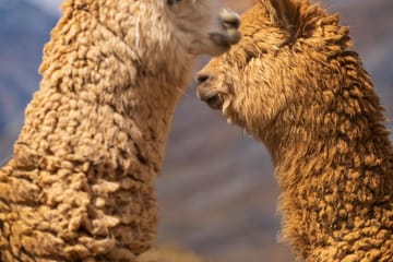 Laguna 69 Day Hike from Huaraz in the Cordillera Blanca