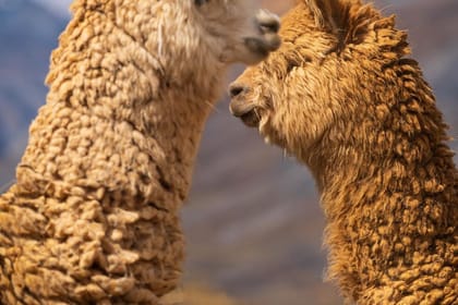 Hua-05 : Laguna 69 – Jewel of the Cordillera Blanca