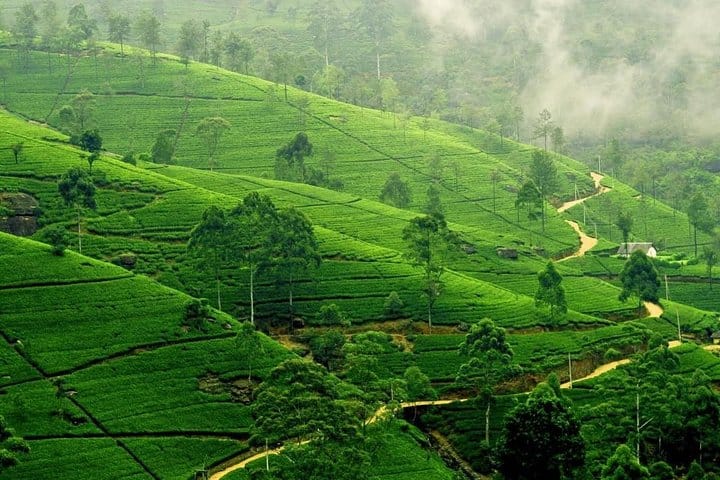 Highlights Of Sri Lanka – 4 Days