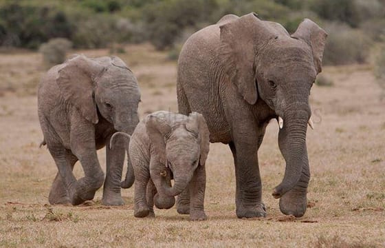 Tanzania Family Adventure Safari