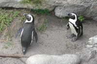 Penguins at Stoney Point on the way to Hermanus