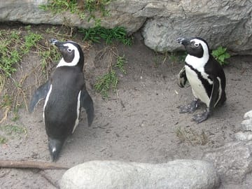 Penguins at Stoney Point on the way to Hermanus
