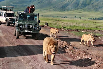 4Days Tanzania Northern Circuit Camping Safari