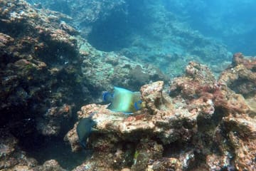 Scuba Diving in Kalpitiya