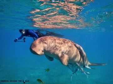 Snorkeling Adventure at Abu Dabbab Bay from Hurghada