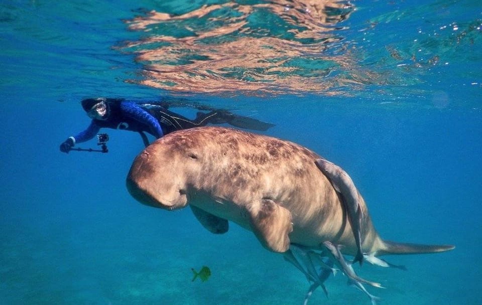 Snorkeling Adventure at Abu Dabbab Bay from Hurghada
