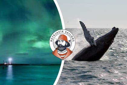 Whale Watching & Northern lights Combo Cruise from Reykjavik
