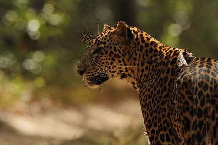 Day Trip to Wilpattu National Park from Colombo