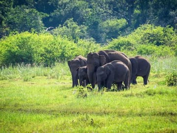 13-Day Adventure and Wildlife Safari in Colombo, Sri Lanka