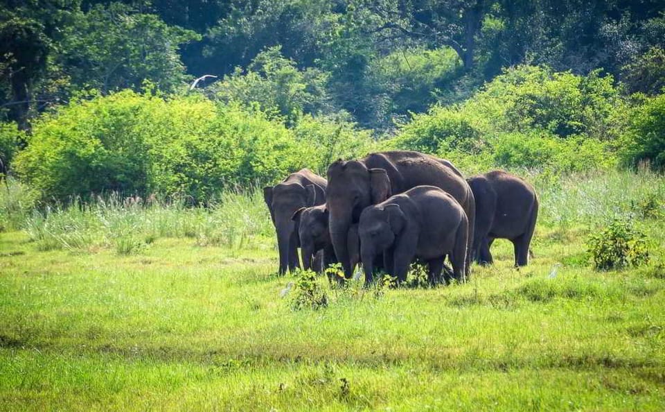 13-Day Adventure and Wildlife Safari in Colombo, Sri Lanka