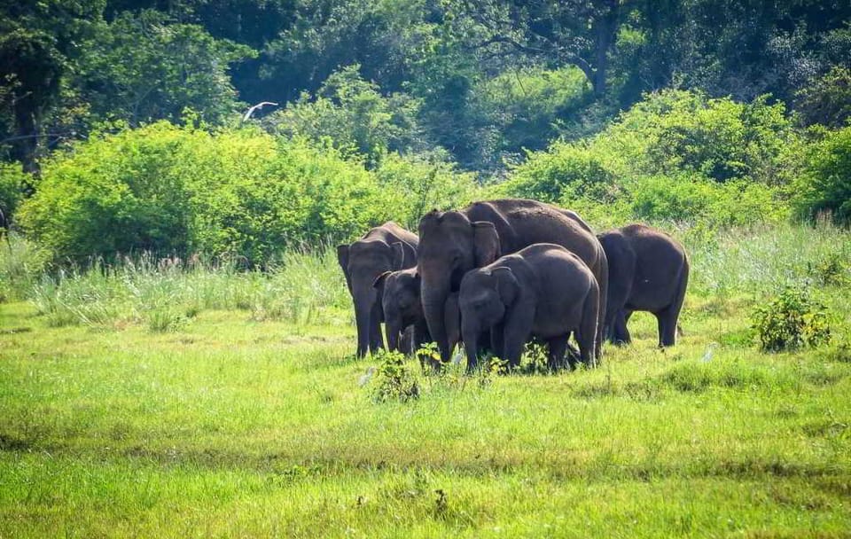 13-Day Adventure and Wildlife Safari in Colombo, Sri Lanka