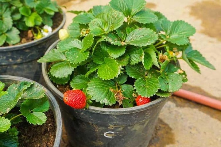 4 Days Tour to Kandy, Sigiriya & Nuwara Eliya