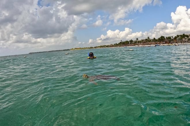 Santuario de tortugas Akumal Snorkel Experiencia marina
