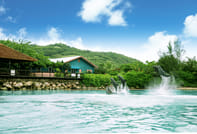 Dolphin Swim Adventure at Montego Bay  10