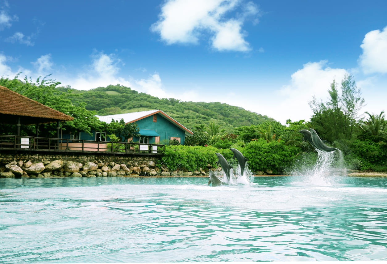 Dolphin Swim Adventure at Montego Bay  10