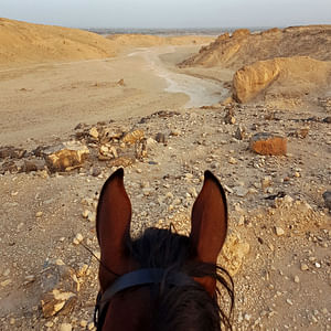 Horse riding in Luxor - 2,5 hr