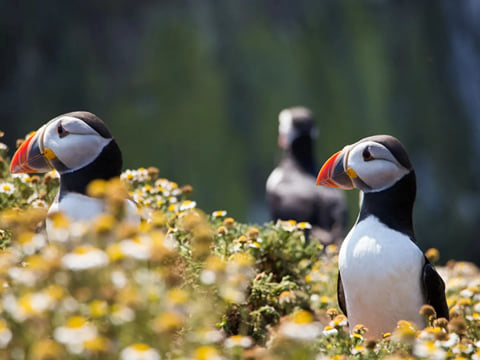 Tour participants enjoying views of puffins