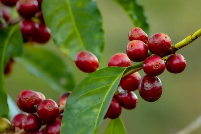 The Perfect Coffee Tour: Class With A Barista + Historic Center Full-Day Tour 8