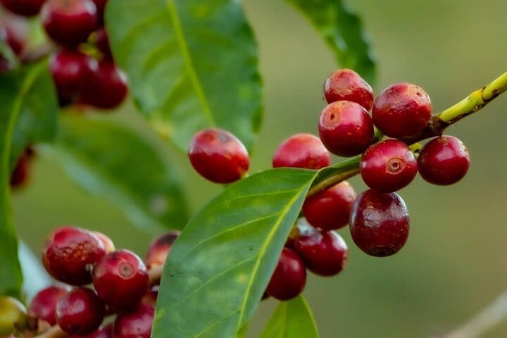 The Perfect Coffee Tour: Class With A Barista + Historic Center Full-Day Tour 8