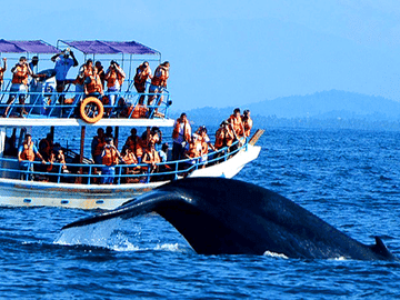 Whale Watching Tour in Mirissa from Negombo