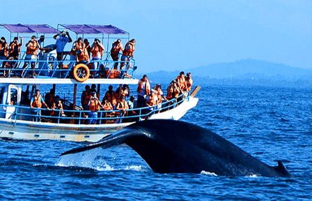 Whale Watching Tour in Mirissa from Negombo