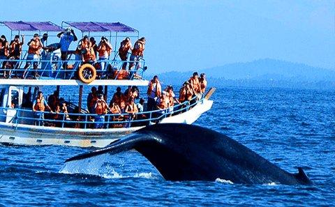 Whale Watching Tour in Mirissa from Negombo