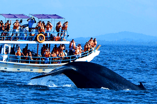 Mirissa Whale Watching Tour From Negombo  2