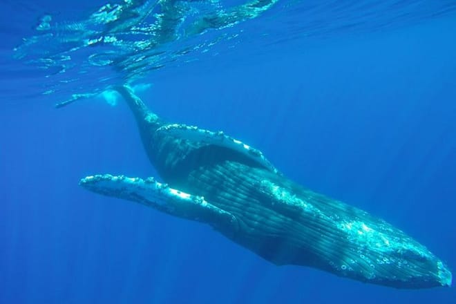 Whale Concert Discovery in Los Cabos photo 5