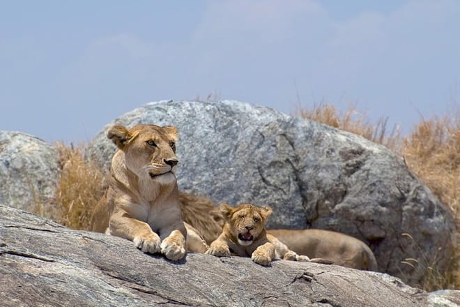 Pride rock