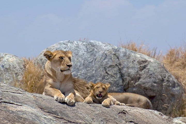 Pride rock