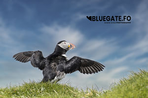Puffin Safari Boat Tour