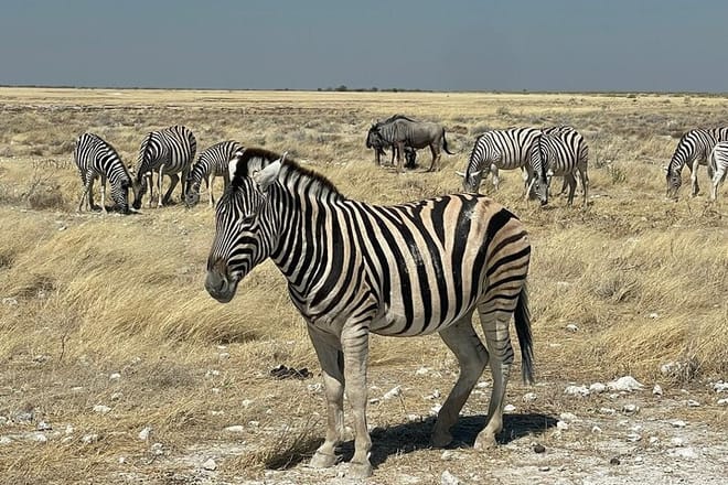 3 Days Etosha National Park Safaris 8
