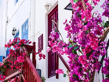 2 Hours Feel Like A Local Walking Tour in Mykonos Town