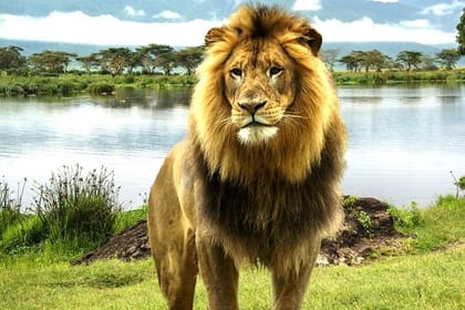 Lake Nakuru Day Trip from Nairobi