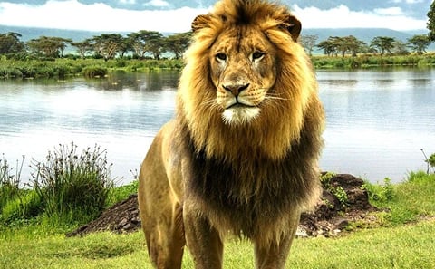 Lake Nakuru Wildlife Adventure Day Trip from Nairobi