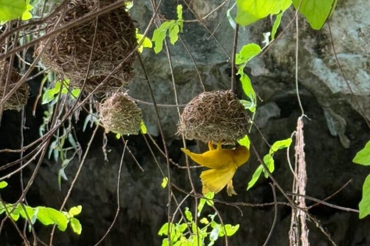 Swim with Sea Turtles at The Lagoons Zanzibar