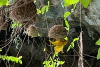Zanzibar Cultural and Turtle Experience Tour 10
