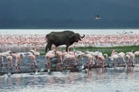 Lake Baringo