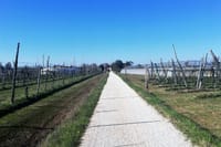 Biking through wineyards