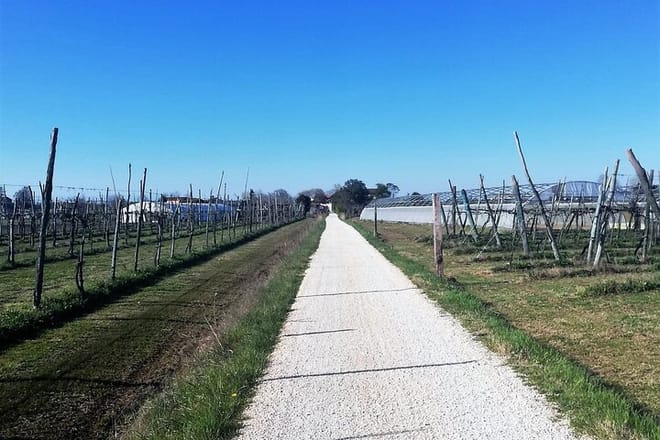Biking through wineyards