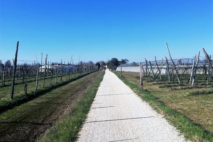 Biking through wineyards